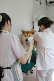 トリミング室